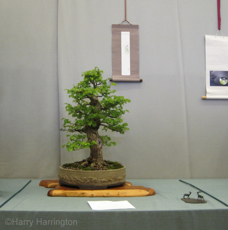 elm bonsai